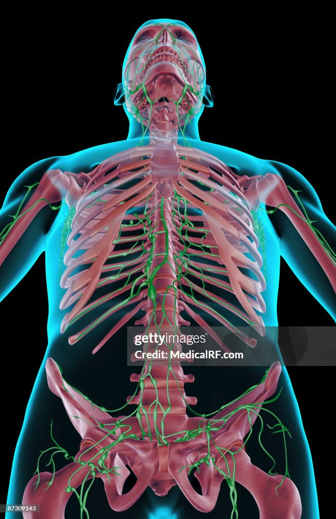 Limf Body The Lymph Supply Of The Upper Body High-Res Vector Graphic - Getty Images