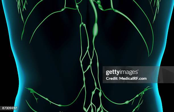 the lymph supply of the lower back - lower back stock illustrations