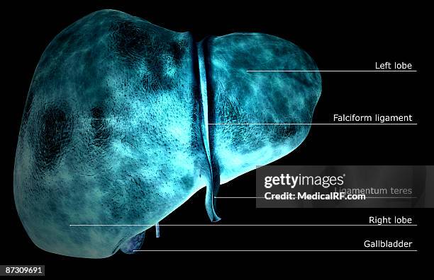 149 Common Bile Duct High Res Illustrations - Getty Images