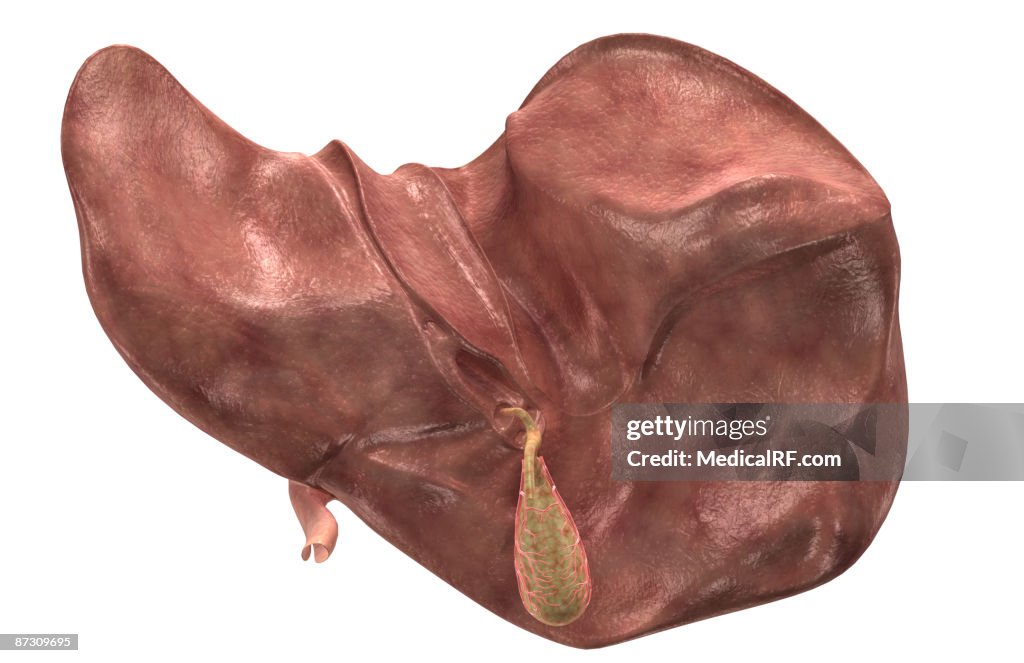 Real Gallbladder Model Real Gallbladder