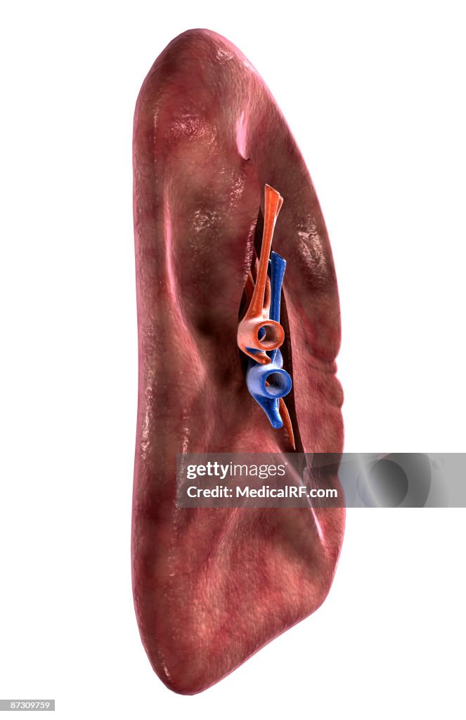 The spleen
