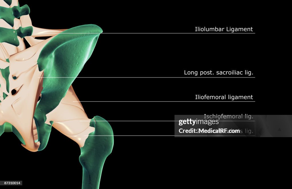 The ligaments of the hip