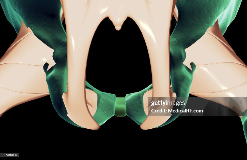 The ligaments of the pelvis