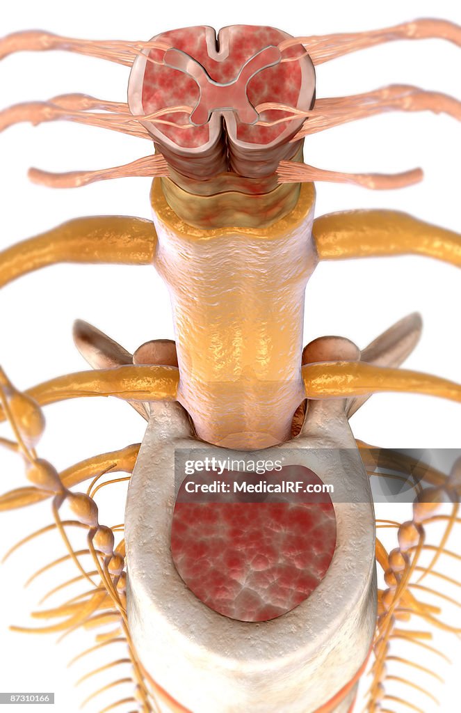 The spinal cord
