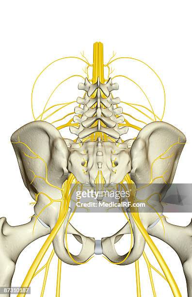 nerve supply of the pelvis - plexus lumbalis stock-grafiken, -clipart, -cartoons und -symbole