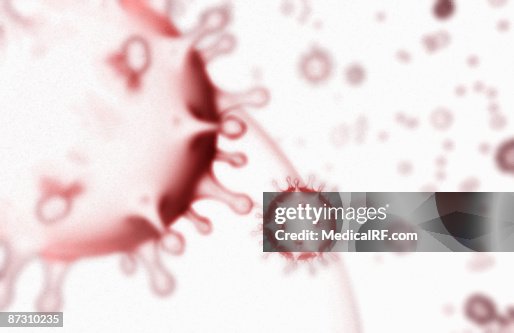 SARS coronavirus SARS coronavirus