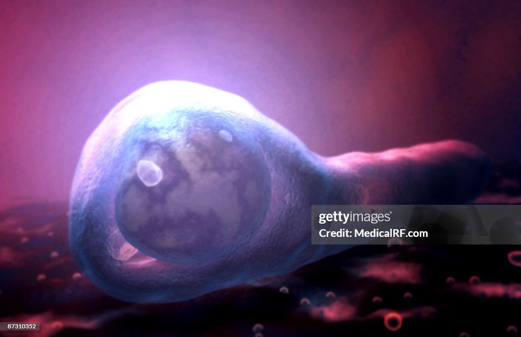 Tetanus Graphics Tetanus Bacteria High-Res Vector Graphic - Getty Images