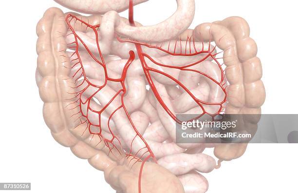 mesenteric arteries - descending colon stock illustrations