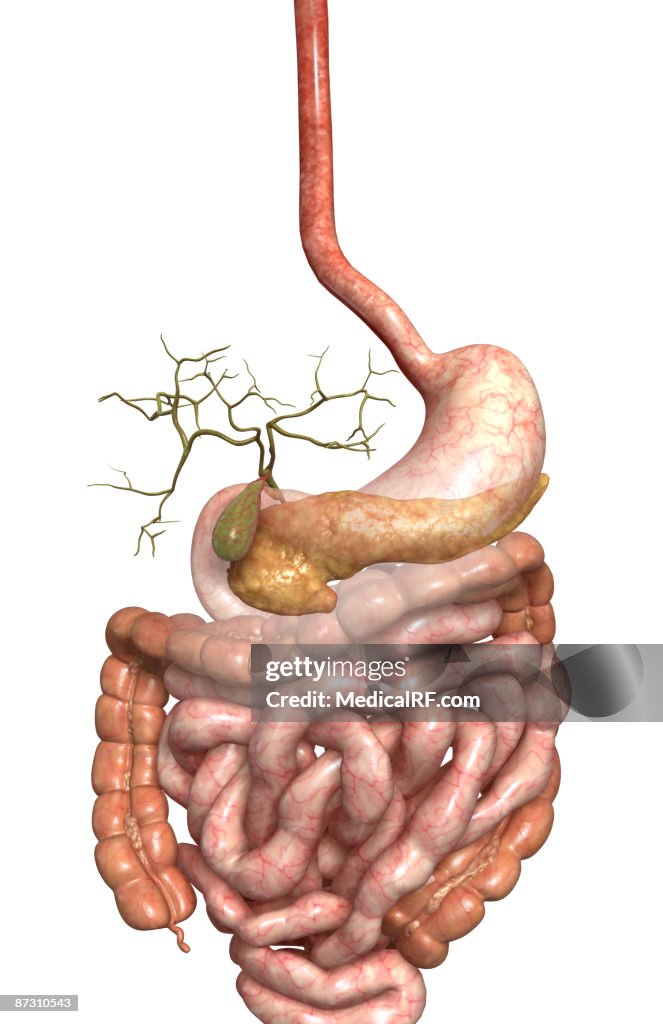 Accessory digestive organs