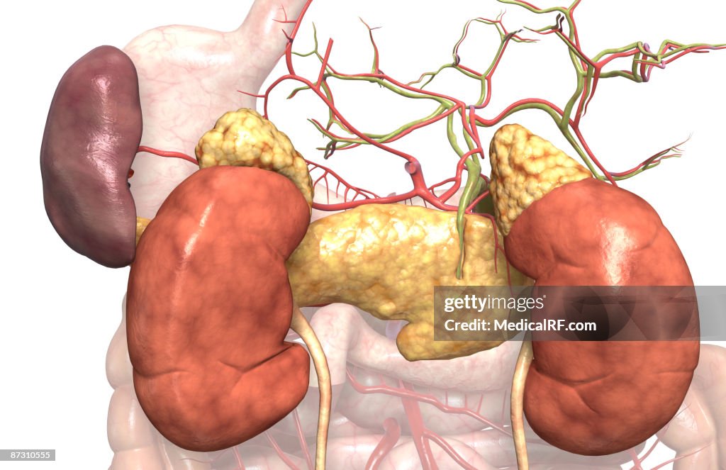 Accessory digestive organs