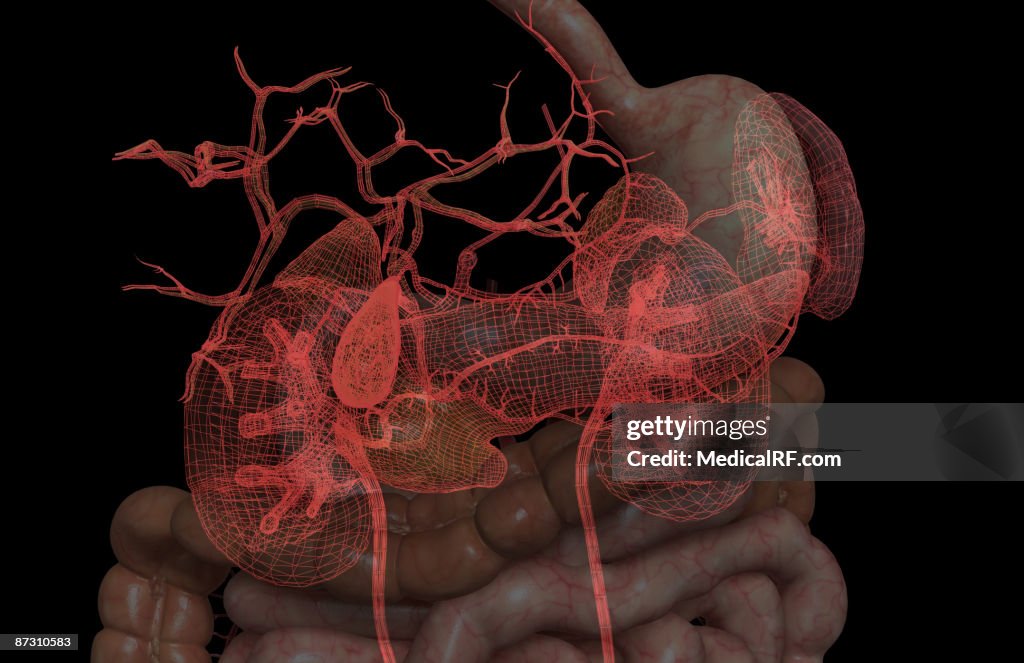 Accessory digestive organs