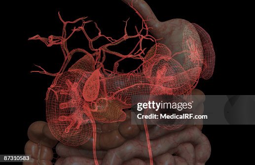 Accessory digestive organs Accessory digestive organs