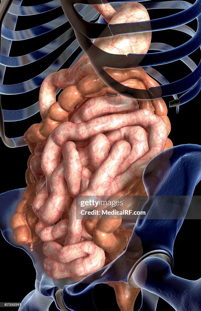 The digestive system