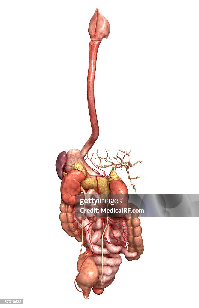 The digestive system