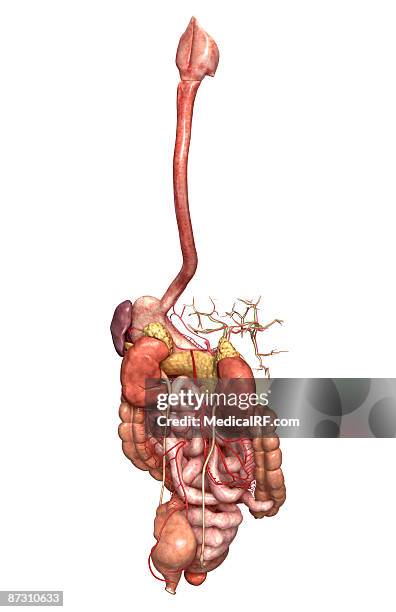 the digestive system - descending colon stock illustrations