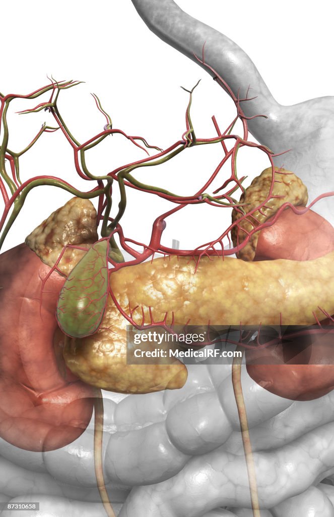 Accessory digestive organs
