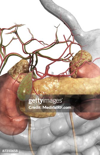 Accessory digestive organs Accessory digestive organs