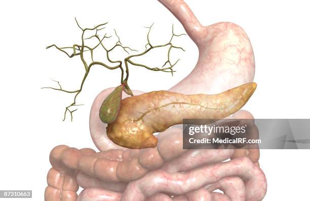119 Pancreatic Duct Stock Photos High Biology Diagrams