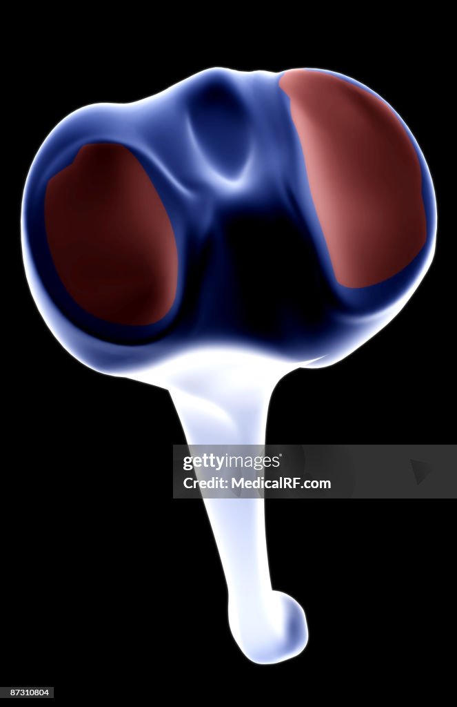 The tibia