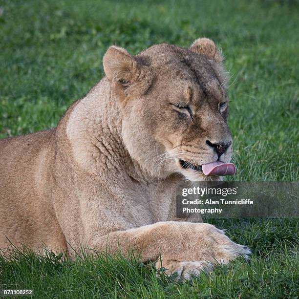 lioness licking her lips - animals with big lips stock pictures, royalty-free photos & images