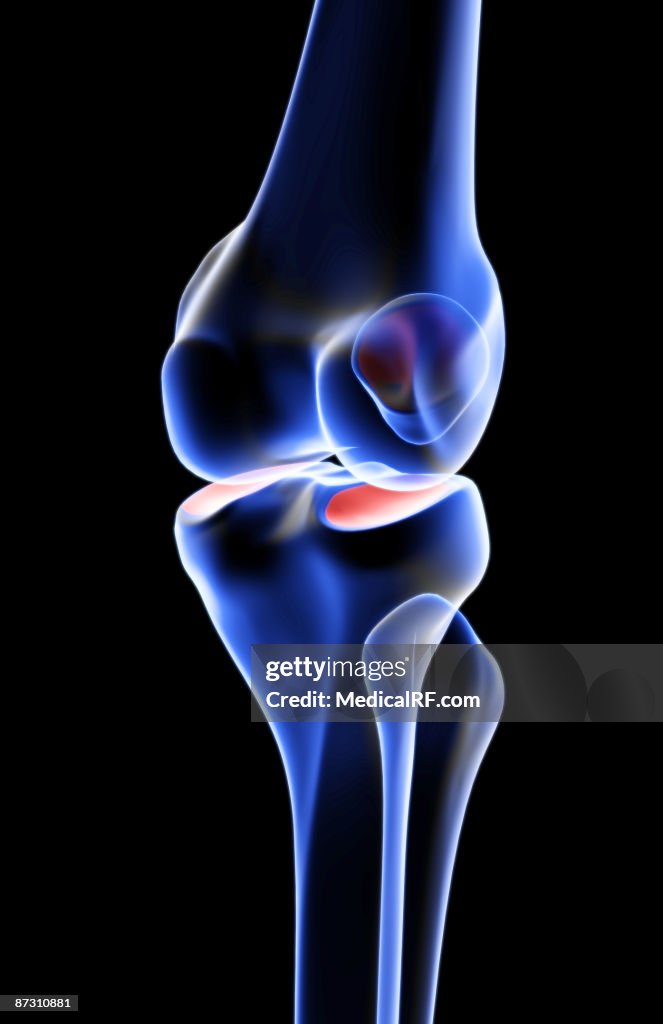 The bones of the knee