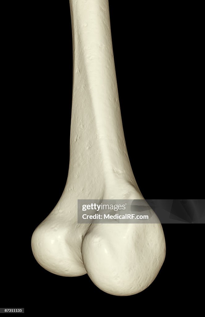 The tibia