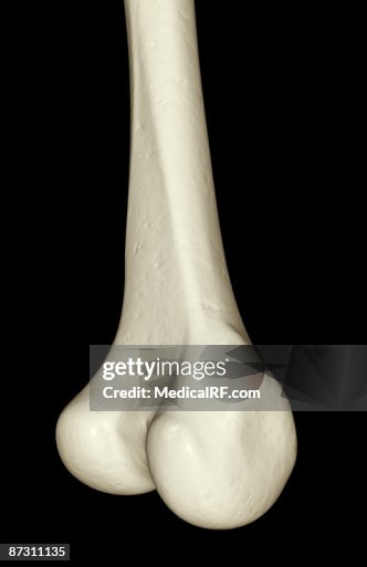 Tibia Up Close The Tibia High-Res Vector Graphic - Getty Images