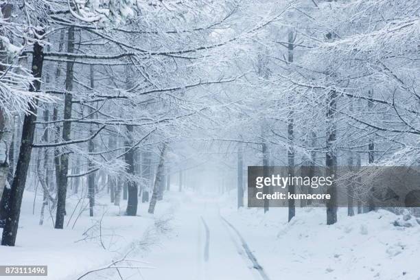 forest in the snow season - 雪 ストックフォトと画像