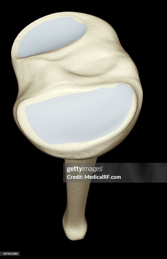 The tibia