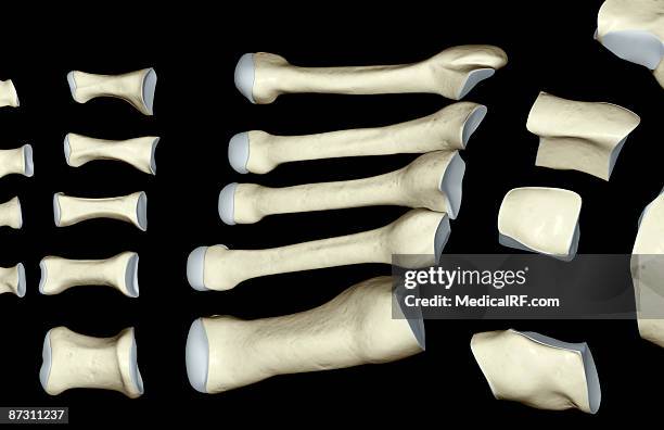 ilustraciones, imágenes clip art, dibujos animados e iconos de stock de the bones of the foot - cuboide