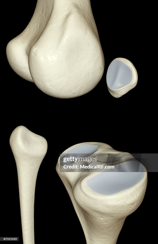 The bones of the knee