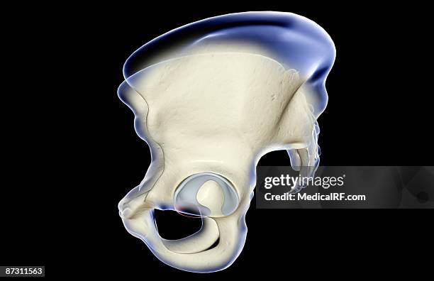 the bones of the pelvis - acetabulum stock illustrations