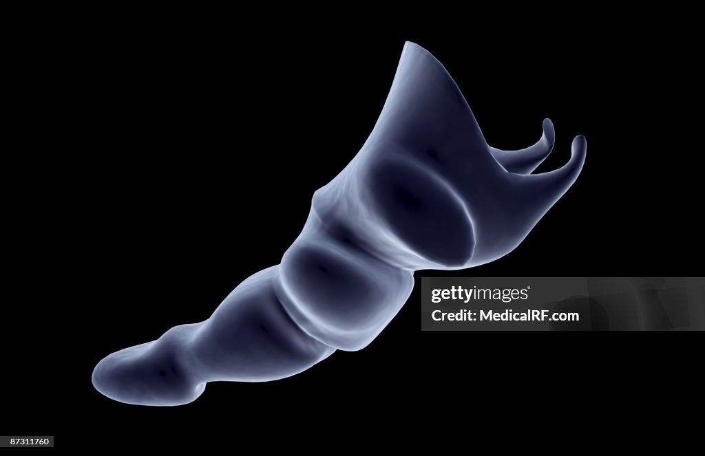 The tail bone