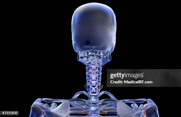 ilustraciones, imágenes clip art, dibujos animados e iconos de stock de the bones of the head and neck - hueso occipital