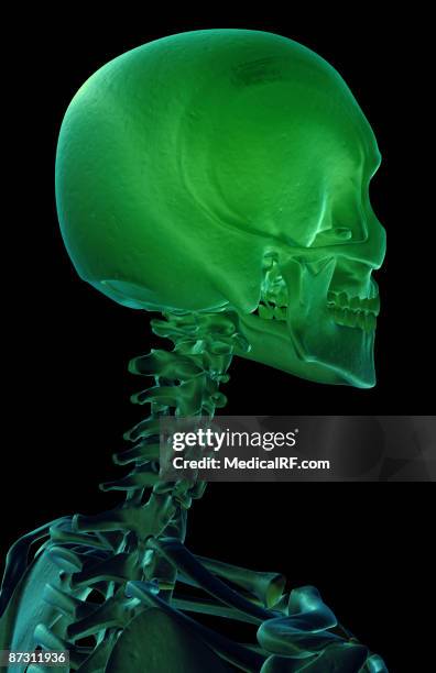 ilustraciones, imágenes clip art, dibujos animados e iconos de stock de the bones of the head and neck - hueso occipital