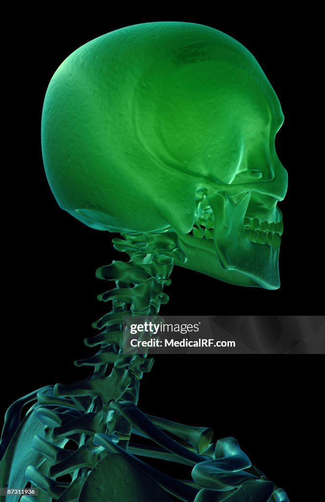 The bones of the head and neck