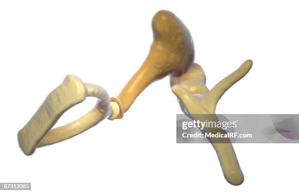 auditory ossicles - stirrup stock illustrations