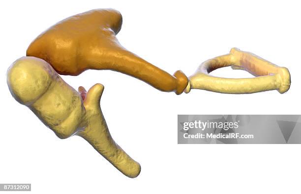 auditory ossicles - mittelohr stock-grafiken, -clipart, -cartoons und -symbole