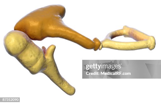 Auditory ossicles Auditory ossicles