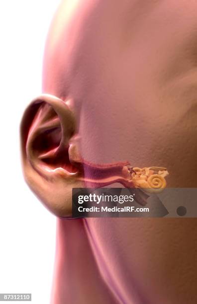 anatomy of the ear - internal auditory canal stock illustrations