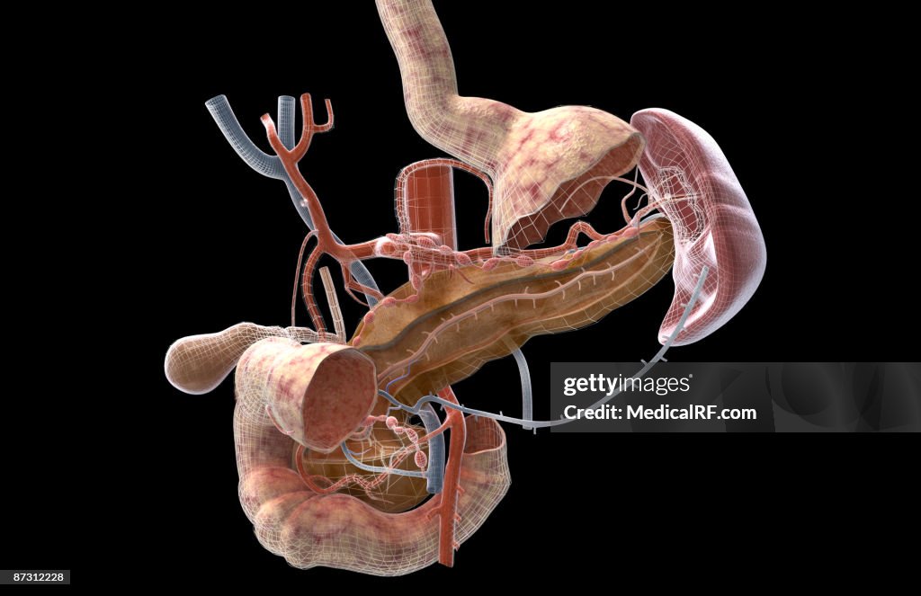 The Pancreatic Duct High Biology Diagrams