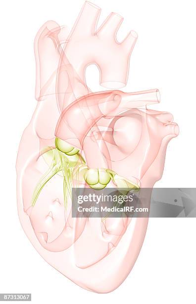 ilustrações de stock, clip art, desenhos animados e ícones de sectional anatomy of the heart. - ventrículo direito