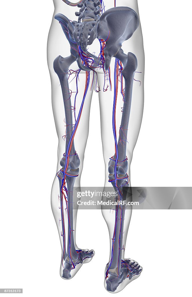 The blood supply of the lower body