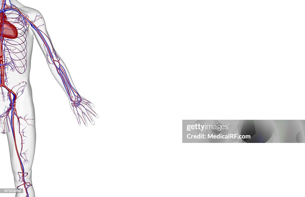 The blood supply of the upper limb
