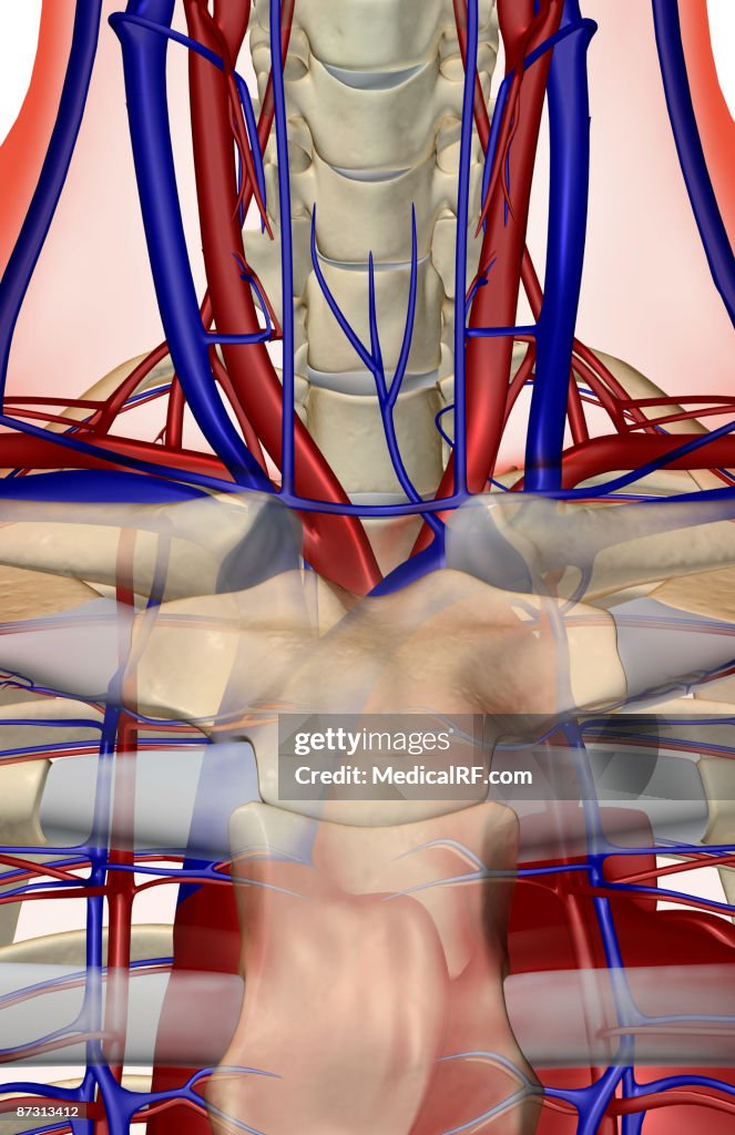 The blood supply of the neck