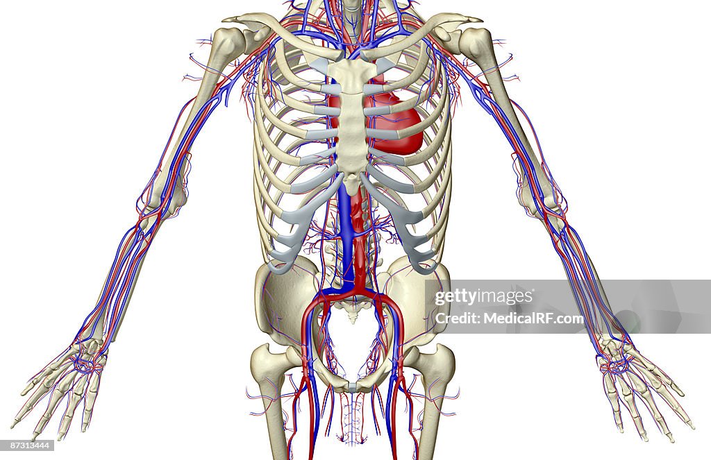 The blood supply of the trunk