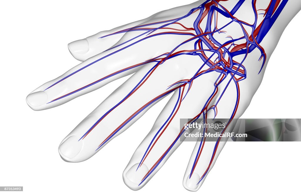 The blood supply of the hand