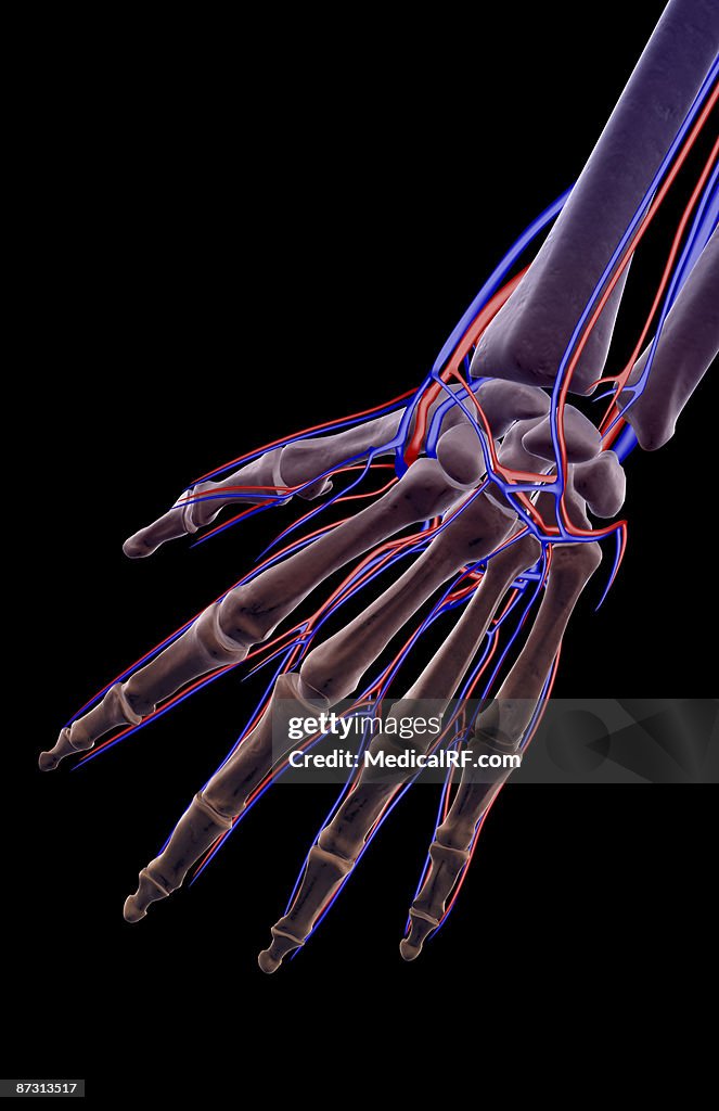 The blood supply of the hand