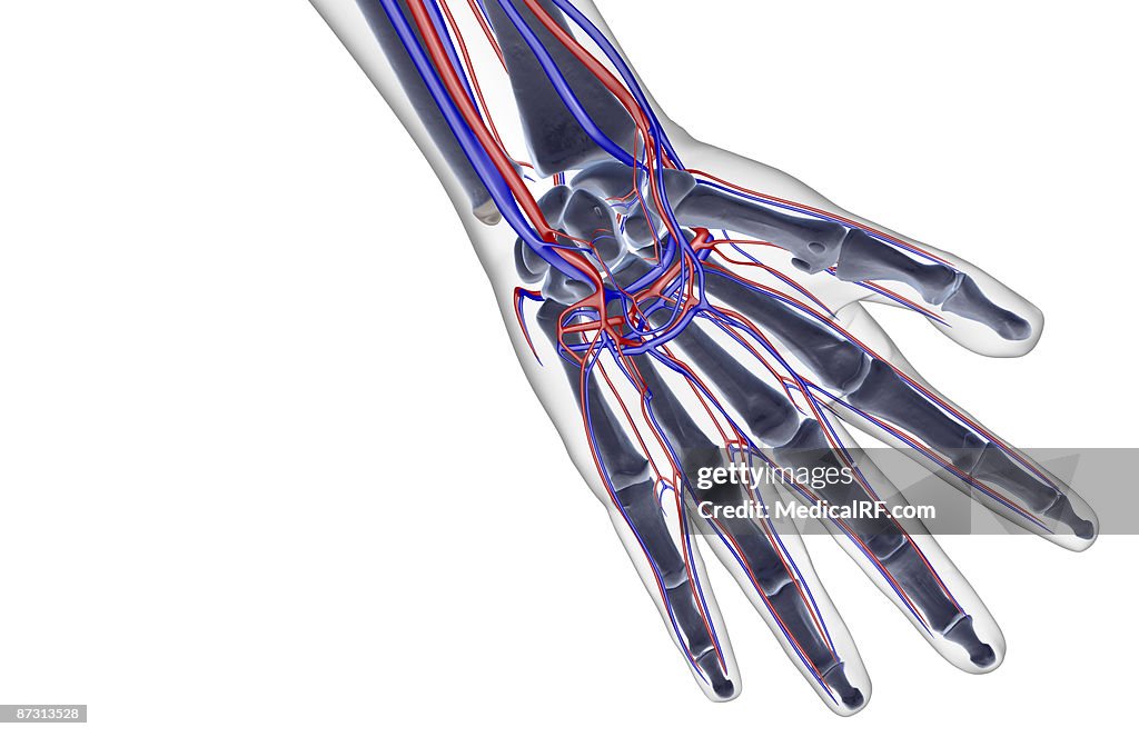 The blood supply of the hand