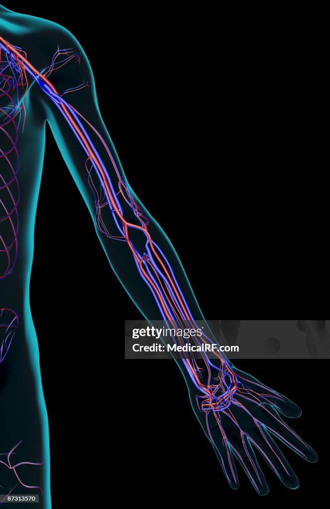 The blood supply of the upper limb
